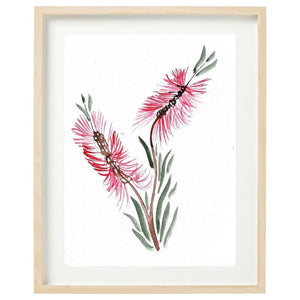 Bottlebrush Framed Watercolour Print-Bessiebelle