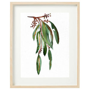 Australian Sandalwood Framed Watercolour Print-Bessiebelle