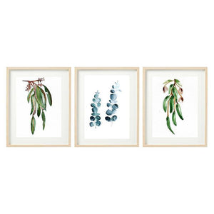 Set of Three Eucalyptus Watercolour Prints-Bessiebelle