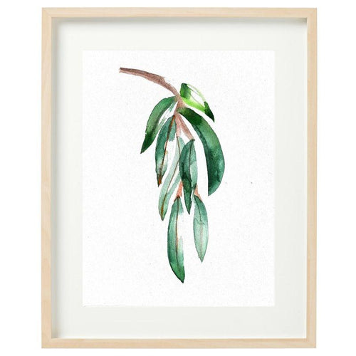 Lemon Scented Eucalyptus Framed Watercolour Print-Bessiebelle