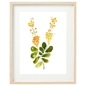 Australian Wattle Framed Watercolour Print-Bessiebelle